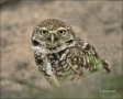 Burrowing-Owl;Owl;Athene-cunicularia;one-animal;close-up;color-image;nobody;phot